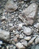 Tantalite ore